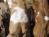 公牛, Simmental cattle — 照片 2