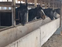 اسب نر, Horse breed — عکس 6