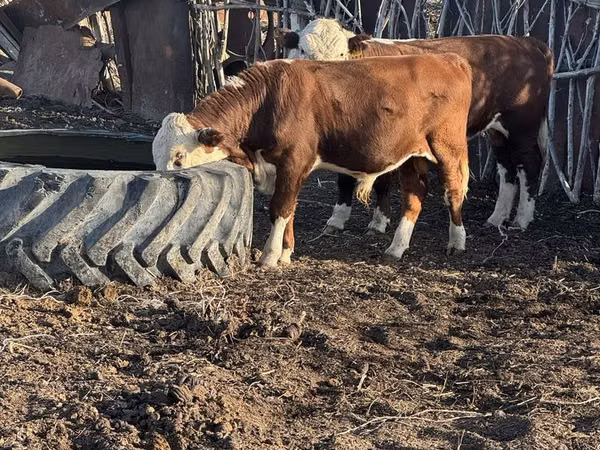Bull, Kazakh White-headed cow — Kazakhstan