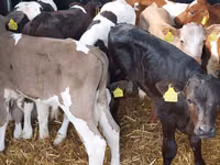 Bou, Bovine — foto 3