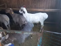公羊, Sheep — 照片 1
