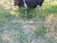 Krowa, Russian Black pied cattle — zdjęcie 2