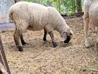 Ram, White Suffolk sheep — photo 6
