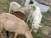 Vædder, Merino sheep — foto 2