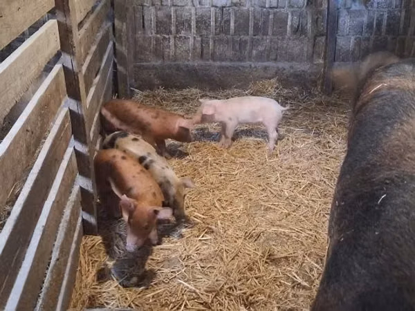 Porca, Porcos