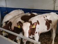 公牛, Simmental cattle — 照片 3