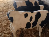 Ng'ombe (kikundi, jinsia haijatajwa), Simmental cattle — picha 5