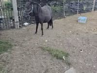 Horse (M), Horses — photo 2