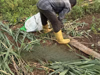 Super Napier Grass (Pakchong 1) — foto 2