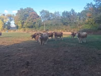 Bò cái, Partenaise cattle — ảnh 5