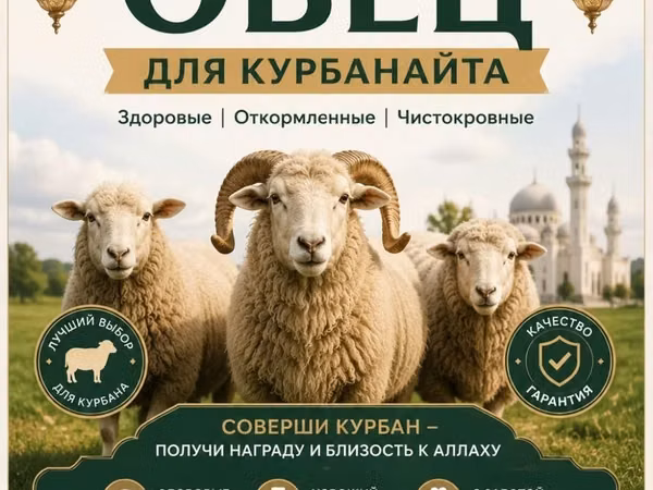 Ovan, Овце