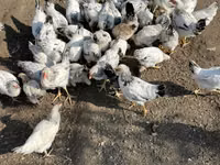 Սասեքս — լուսանկար 4