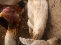 Chickens — sawirka 1