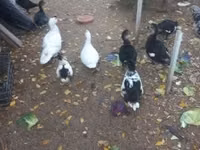 Chickens — foto 6