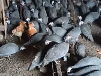 Guinea fowl — عکس 2