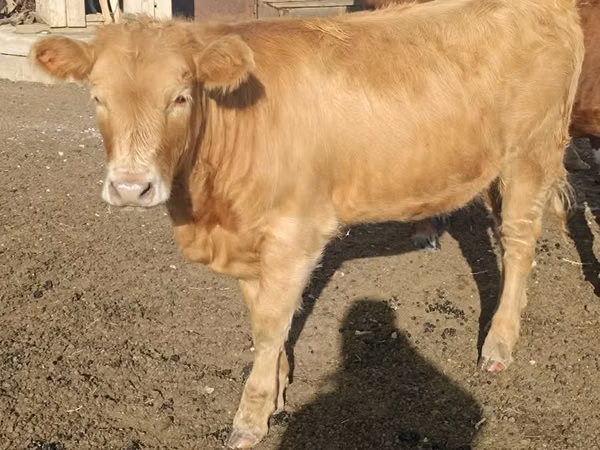 İnek, Sığır