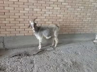 बकरी, Alpine goat — फ़ोटो 2