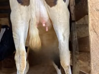 Ko, Holstein-race — foto 2