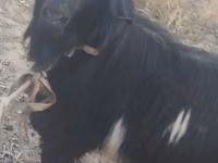 Billy Goat, Goats — photo 2