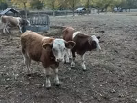 公牛, Simmental cattle — 照片 1