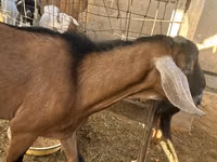 Kozel, Nubian Goat — foto 2