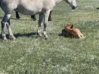 مادیان, Horse breed — عکس 3