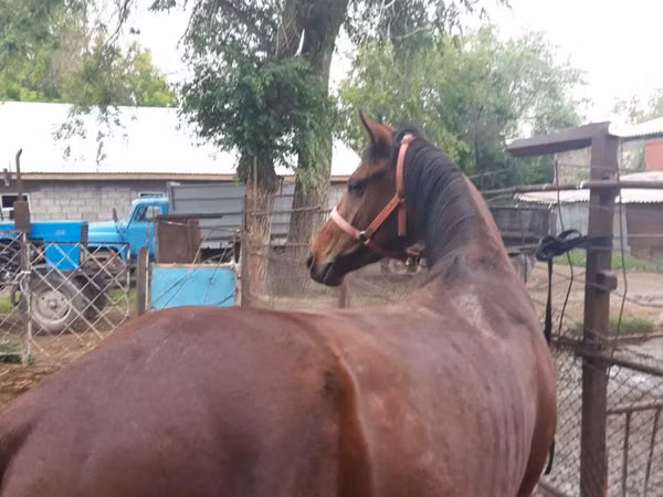 ঘোড়া, Arabian horse