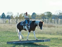 घोड़ा, Quarter Horse — फ़ोटो 6