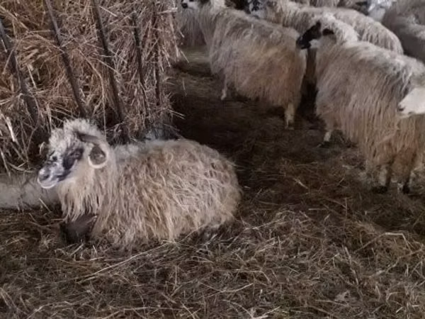 میش, Racka sheep — مجارستان