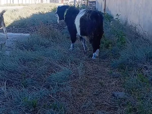 Goat, Goats — Kazakhstan