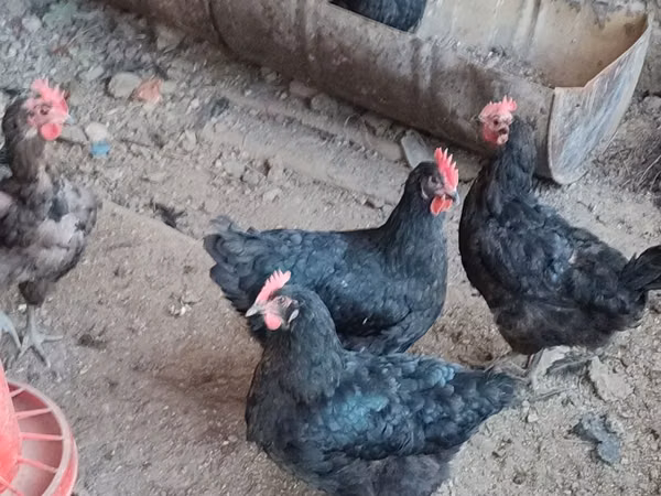 Chickens — Uzbekistan