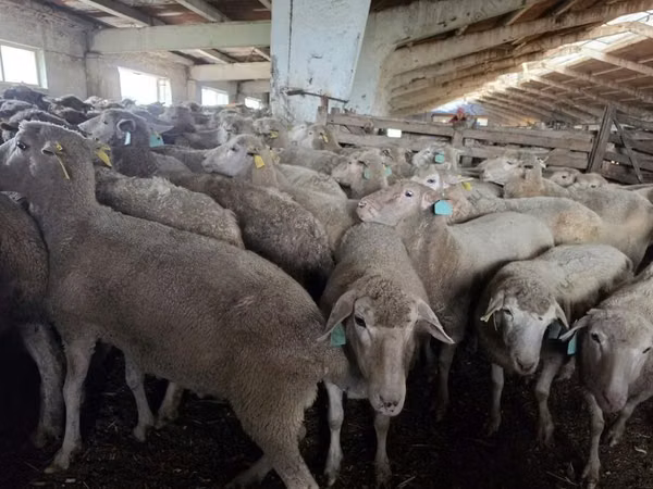 Schaap, Kuibyshev sheep
