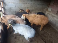 በግ, Sheep — ፎቶ 1