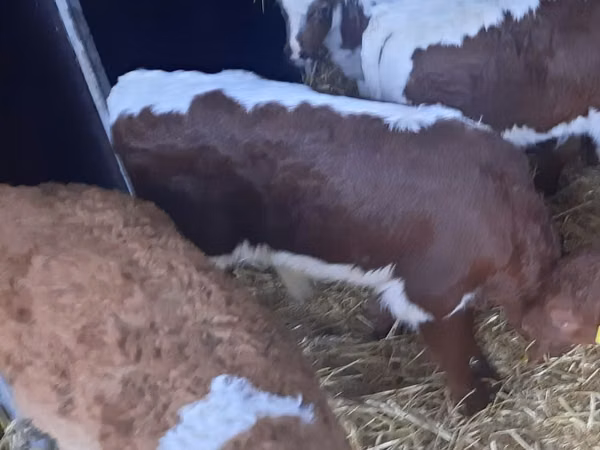 Bull, Limousin cow — Poland