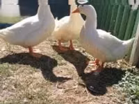 Amerika Pekin — 2-rasm