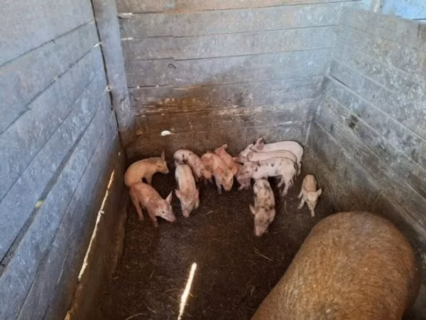 Pigs (batch, sex not specified), 
