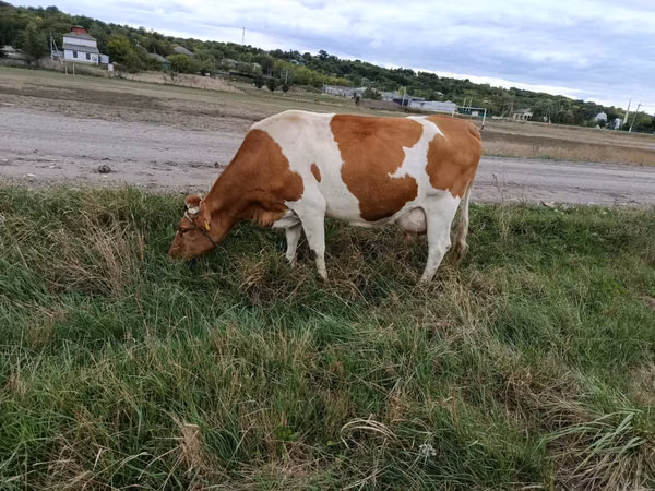 Гов, Simmental cattle — Молдова