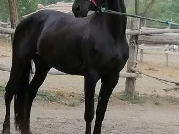 Mare, Friesian