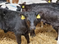 گاو و گوساله (گروه، جنسیت مشخص نشده), Simmental cattle — عکس 2