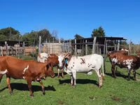 Կով, Nguni cattle — լուսանկար 2