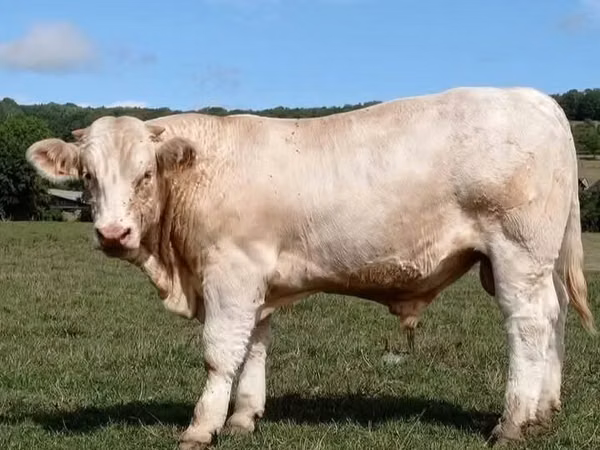 Banteng, Cast cow