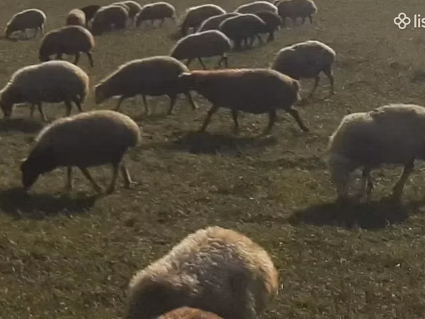 Sheep, Sheep — Armenia
