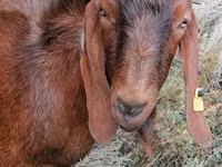 ஆண் வெள்ளாடு, Nubian Goat — புகைப்படம் 1