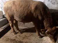 雄牛, Swiss cattle — 写真 3