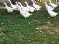 Geese — รูปภาพ 1