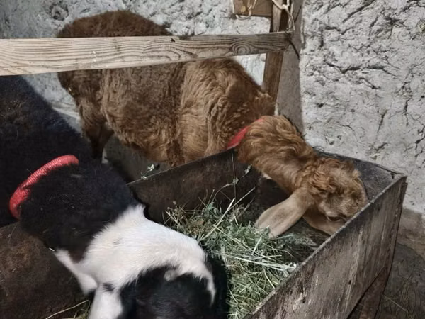 Ram, Sheep — Uzbekistan