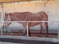 Horses (batch, sex not specified), Horses — photo 2