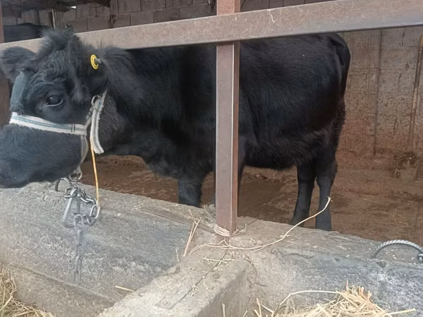 Cow, Holstein breed