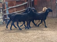 Ram, Sheep — photo 3