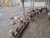 Turkeys — photo 4